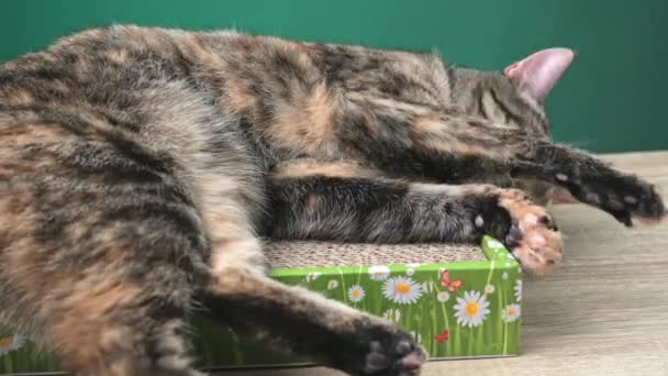 Tabby Cat leží na podlaze Cat Scratcher z lepenky. Antistresová pro kočky. Kvalitní fotografie - Záběry, video