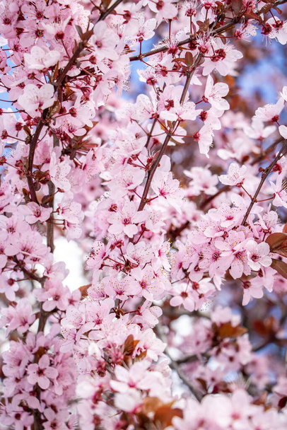アーモンドの木のピンクの花のクローズアップ - 写真・画像
