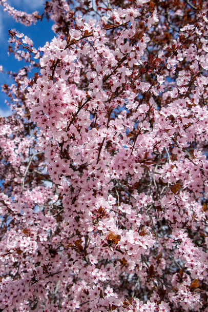 Badem ağacının pembe çiçeklerine yakın çekim - Fotoğraf, Görsel