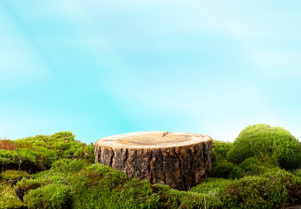 luonnollinen tyyli. Puinen saha leikattu, pyöreä korokkeella vihreä sammal valkoisella pohjalla. Asetelma tuotteiden esittelyyn. Hämärtynyt etuala  - Valokuva, kuva
