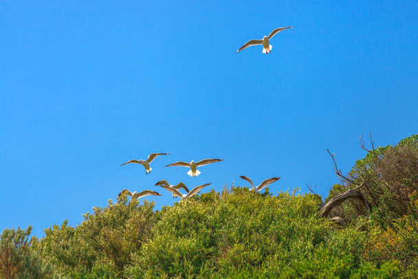 Group of seagulls flying in formation in blue sky over Penguin Island bird sanctuary in Rockingham, near Perth, Western Australia. Copy space. - 写真・画像