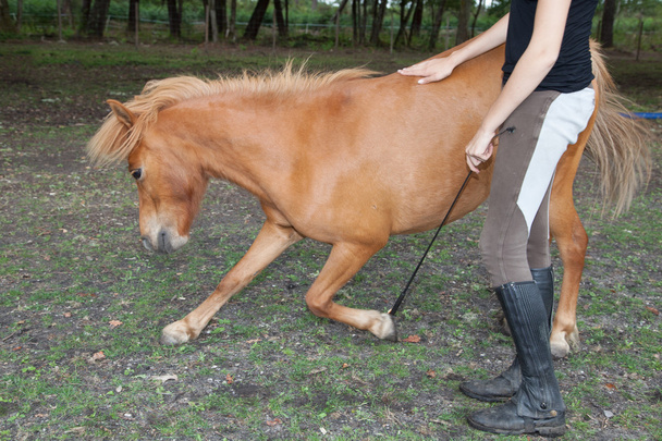 Lány képzés poney a lovadat - Fotó, kép