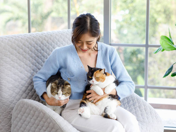 Millennial asijské mladý female owner sitting on cozy armchair smiling holding hugging huddling showing love with two cute fat tabby short hair little domestic kitty furry purbrered pussycat pet friend. - Fotografie, Obrázek