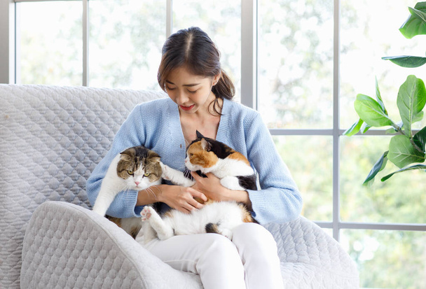 Millennial asijské mladý female owner sitting on cozy armchair smiling holding hugging huddling showing love with two cute fat tabby short hair little domestic kitty furry purbrered pussycat pet friend. - Fotografie, Obrázek