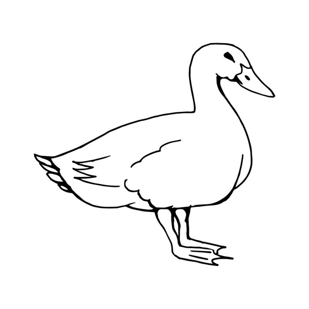 Abstrakte, minimalistische Skizze einer Ente. Linienzeichnung, Linienkunst. Vektorillustration - Vektor, Bild