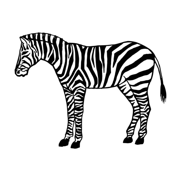 Schizzo astratto e minimalista di una zebra dalle linee semplici. Disegno a linee, linea art. Illustrazione vettoriale - Vettoriali, immagini