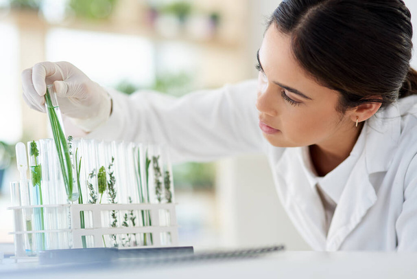 植物の生命の働きは何ですか。研究室で植物サンプルを扱う若い科学者は - 写真・画像