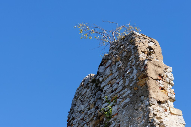 Arbre pousse sur le dessus de la ruine de mur de château médiéval
 - Photo, image