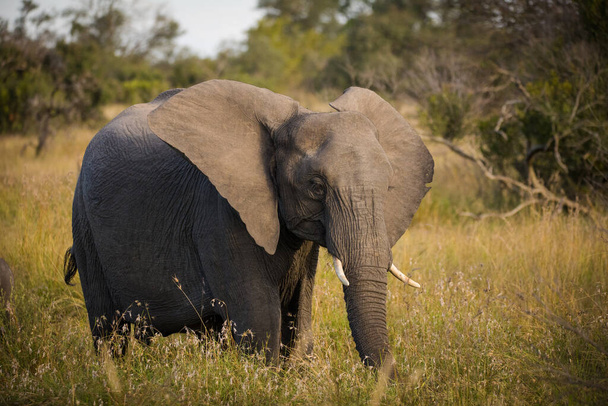 Close up image of an African Elephant in the greater Kruger area in Mpumalanga in South Africa - Photo, image