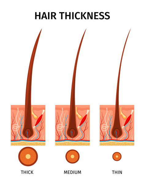 Реалистичная композиция типов волос с видом на профиль трех пружин, имеющих различную векторную иллюстрацию ширины волос - Вектор,изображение