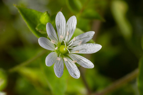 common chickweed, Stellaria media, white bloom with green blurred background. - Photo, Image