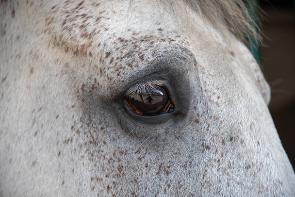 gros plan beaux détails des yeux et des cils d'un étalon de cheval blanc, photo de haute qualité - Photo, image