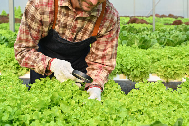 Plan recadré de jeunes agriculteurs examinant la qualité, observant des légumes biologiques à la loupe dans une serre hydroponique. - Photo, image