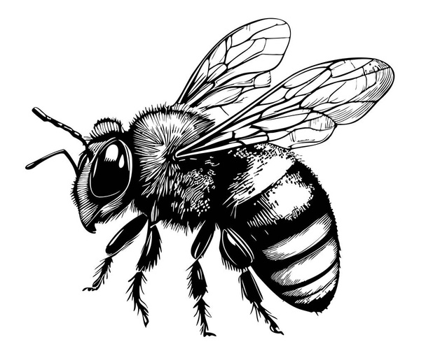 Μέλισσα ζωγραφισμένο χέρι σκίτσο έντομα διανυσματική απεικόνιση μέλι - Διάνυσμα, εικόνα