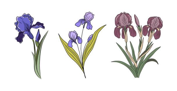 Botaniczny zestaw Iris Luty miesiąc urodzenia kwiaty. Kolorowe ręcznie rysowane wektorowe ilustracje sztuki tuszu izolowane na białym tle. Idealny plakat, sztuka ścian, karty, tatuaż, logo, projekt opakowania. - Wektor, obraz