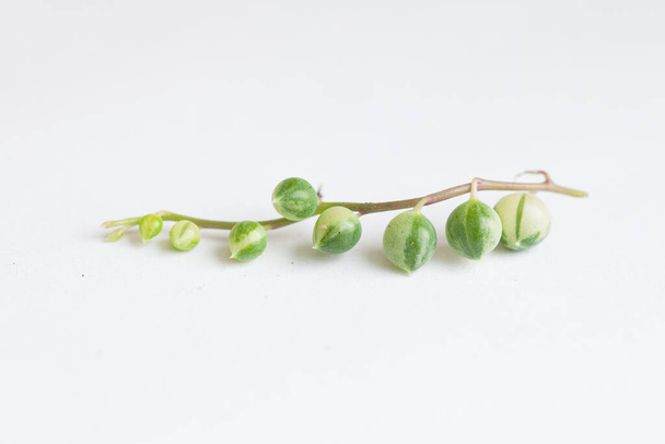 Растение Senecio rowleyanus varbigata. Вареники веерно-зеленые мелкие цветки на белом фоне - Фото, изображение