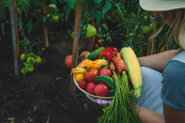 Farmer woman harvests vegetables in the garden. Selective focus. Food. - Foto, Imagem