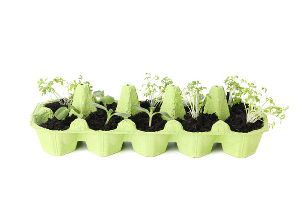 Growing plants in egg box, isolated on white background - Photo, Image