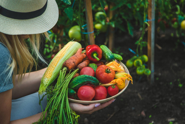 Farmer woman harvests vegetables in the garden. Selective focus. Food. - Fotó, kép