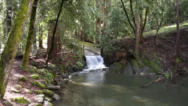Вода течет вниз по ручью, чтобы успокоить реку в калифорнийском лесу секвойи. Высококачественные 4k кадры - Кадры, видео