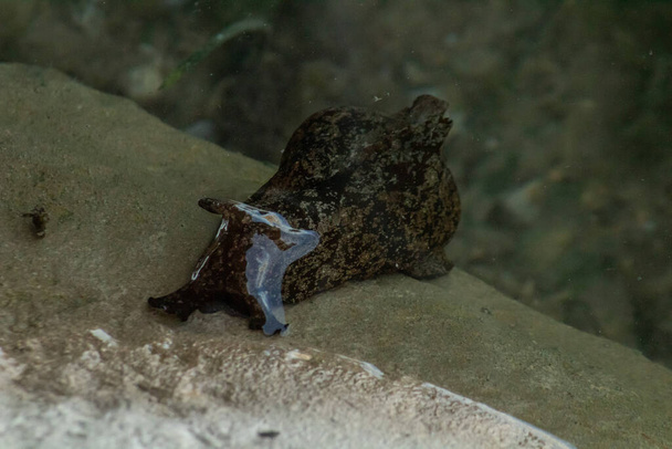 Anaspidea. Un taxón de babosas marinas - Foto, Imagen