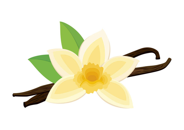 Fioritura di fiori di vaniglia e vettore di icone di spezie. Orchidea fiore di vaniglia e bastoncini di vaniglia secchi vettore isolato su sfondo bianco - Vettoriali, immagini