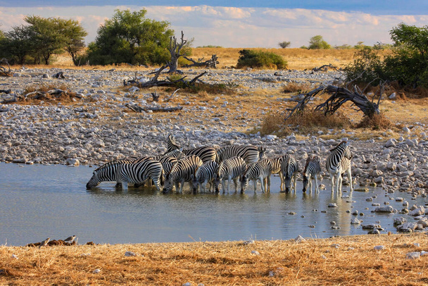 zebras in the Etosha Park in Namibia - Photo, Image