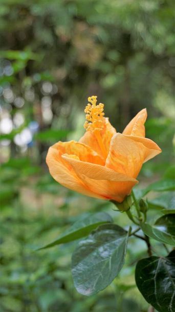 Closeup of beautiful Orange color Hibiscus boryanus flower - Photo, Image