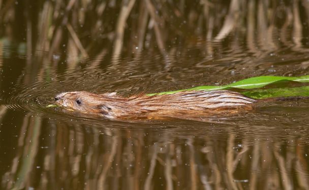 Muskusrat, Ondatra zibethicus. Een dier drijvend in een rivier, met een tak van een plant tussen zijn tanden - Foto, afbeelding