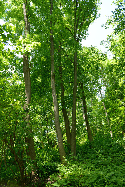 Beautiful trees in forest - Valokuva, kuva
