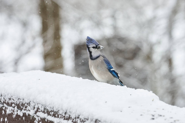 Голубая сойка со снегом на клюве. - Фото, изображение