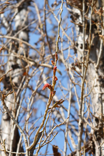 Lombardy poplar branch with flowers - Latin name - Populus nigra var. italica - Фото, изображение