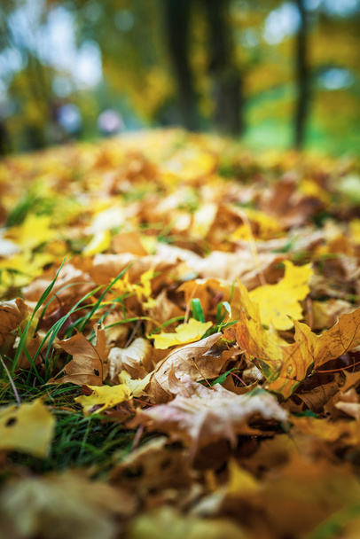 Fallen leaves - Photo, Image