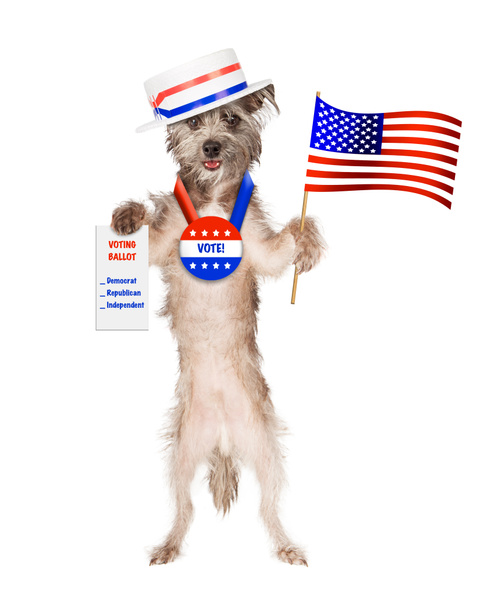 Perro sosteniendo bandera americana
 - Foto, Imagen