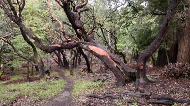 Maestoso albero con corteccia peeling su sentiero sterrato attraverso i boschi. Filmati 4k di alta qualità - Filmati, video