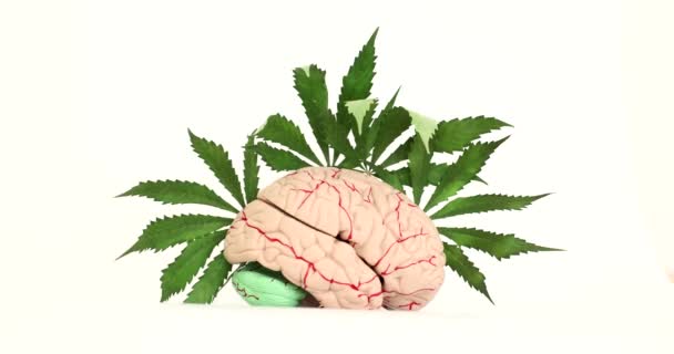 Cerebro humano con hojas de marihuana verde sobre fondo blanco película 4k. Efecto negativo de los narcóticos en el concepto del sistema nervioso central - Metraje, vídeo