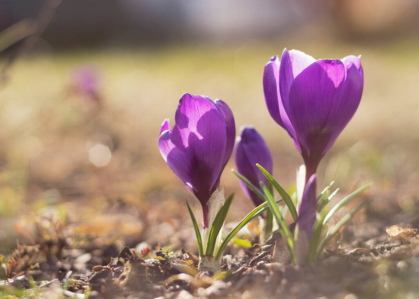 Crocuses. Close-up. For background and advertising - Photo, Image