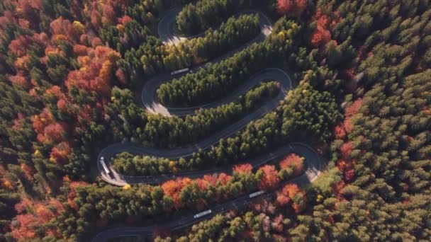 Luchtfoto van auto 's die op een kleurrijke bergweg door het loofbos rijden - Video