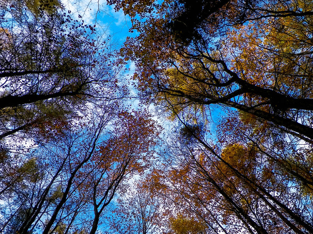 Árvores de outono contra o céu azul como fundo da natureza. - Foto, Imagem