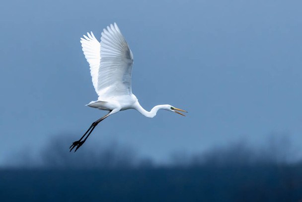 Grande egret voando no escuro - Foto, Imagem