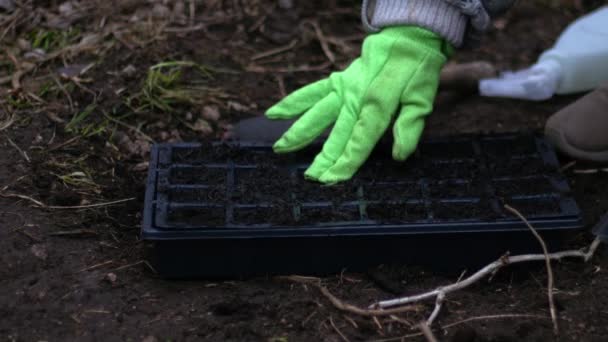 Puutarhuri valmistelee siemeniä lisäysaineella 4k laukaus valikoiva keskittyä - Materiaali, video