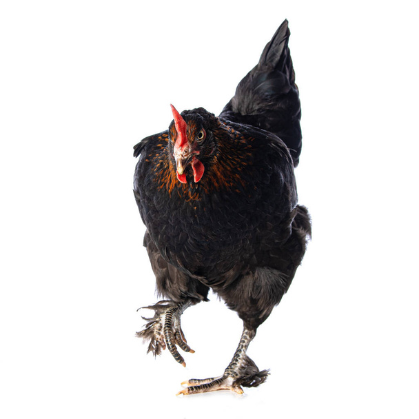 Marans hen isolated on white background looking to the camera - Foto, afbeelding
