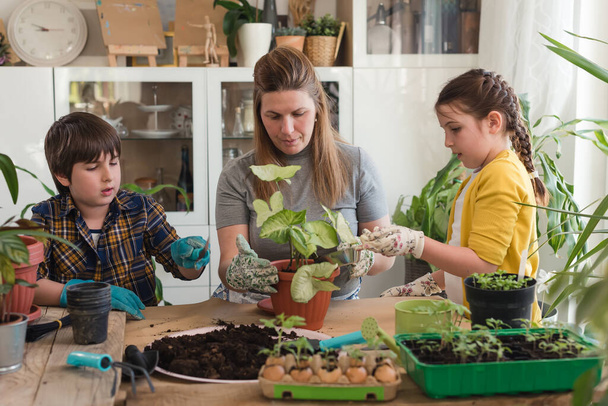 Mère avec ses enfants planter et rempoter des plantes dans le jardin de la maison. Écologie et concept de jardinage biologique au début du printemps. - Photo, image