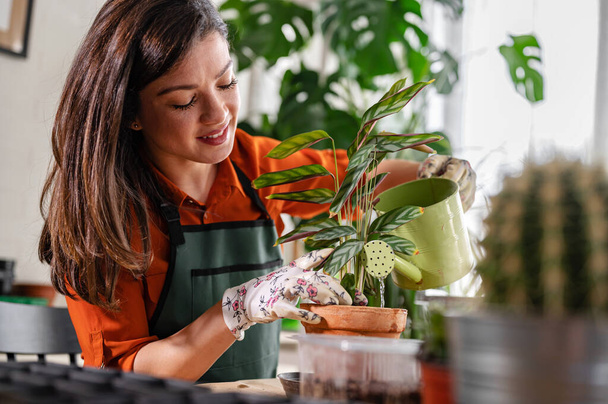 Woman taking care of plants at her home.  - Φωτογραφία, εικόνα