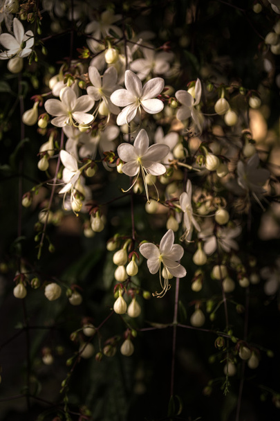 Clerodendrum flower - Photo, Image