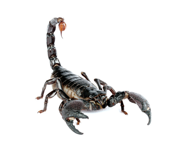 Scorpion empereur
 - Photo, image