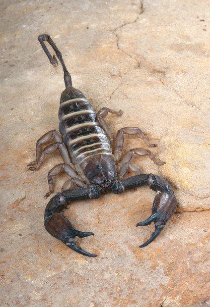 Amarelo Banded Flat Rock Scorpion
. - Foto, Imagem