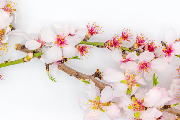 Almond tree branch with blossoms, on a white background. - Foto, imagen