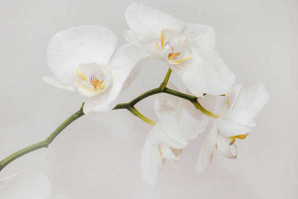 Branch of blooming white orchid close-up, phalaenopsis. - Valokuva, kuva
