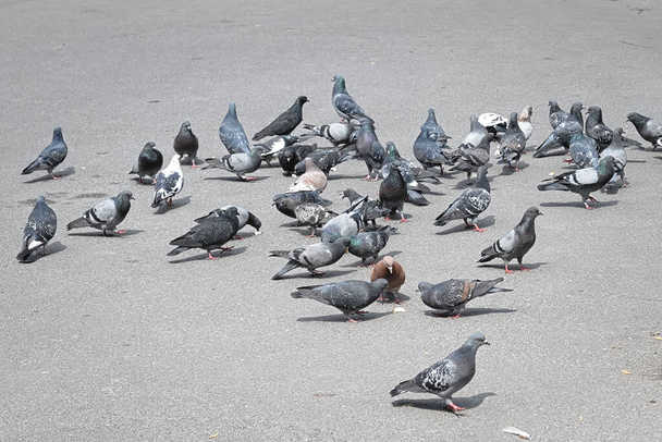 Een zwerm duiven op de stoep pakt het brood op dat ze gooien - Foto, afbeelding